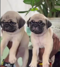 Buy Vaccinated Pug Puppy from Kolkata